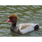 Blonde Red Crested Pochard